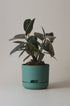 Mr Kitly x Decor selfwatering pots - Dark Moss - Plantsmith | Indoor Plants Melbourne